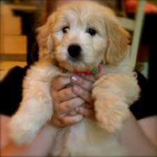 In neenah, wisconsin resides goldendoodle acres that breeds and raises healthy and happy doodles. Mini Goldendoodle Puppy At 8 Weeks Quite Possibly The Cutest Puppy Ever Tater Tot Goldendoodle Breeders Cute Animals Goldendoodle