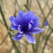 Image result for Cichorium