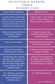 Difference Between Selectable Marker And Reporter Gene Pediaa Com