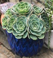 Image result for Micromeria imbricata