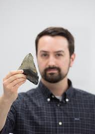 Megalodonte, o grande tubarão, não se alimentava apenas de outros predadores