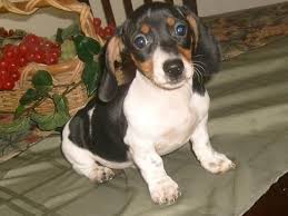 Dachshund puppies,dachshund breeders,dachshunds california,california dachshunds,doxie california,central california dachshund breeders. Normandox Dachshund Breeder Tehachapi California