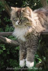 Deutsch Langhaar Katze Inuki Fluffykittens Inuki Von Germangora Deutsch Langhaar Katze Flauschige Katze Seltsame Katzen