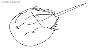 More images for how to draw a horseshoe step by step » How To Draw A Horseshoe Crab Step By Step For Beginners Horseshoe Crab Easy Drawings Drawings