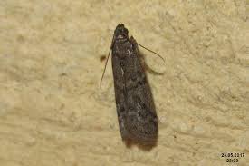 Image result for Pyla fusca