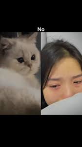 Sad Kitten Saying No