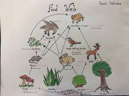 Ms Fielder S Class Fielder Nhs Food Webs Projects Food Web Animal Cell Project