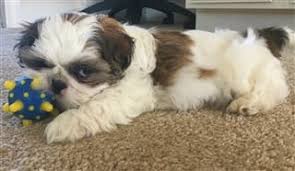 Shih tzu puppy shih tzus i love dogs puppy love animals and pets cute animals shitzu puppies dog art fur babies. The Best Toys For Shih Tzu Puppies And Dogs