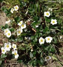 Image result for Fragaria chiloensis