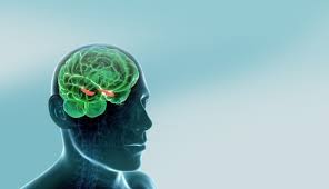 Maybe you would like to learn more about one of these? Can You Grow Your Hippocampus Yes Here S How And Why It Matters Sharpbrains