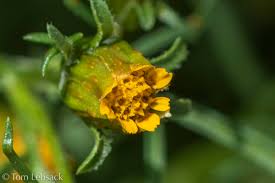 Image result for Dyssodia