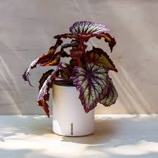 Image result for Begonia