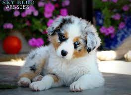 Australian Shepherd Puppies Available For Sale Australian Shepherd Puppies Aussie Puppies Shepherd Puppies