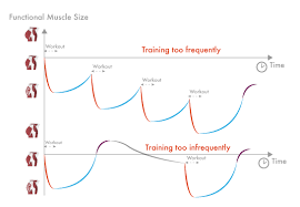 Your Optimal Training Frequency For The Glutes Part I