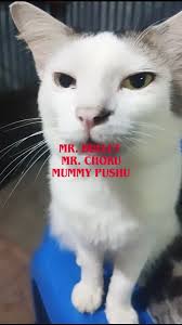 someone in the video is definitely agreeing to it