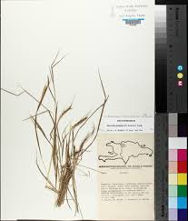 Image result for Andropogon fastigiatus