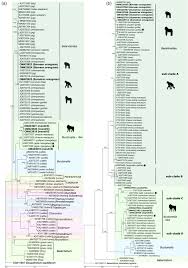 Image result for Balantoides Coli