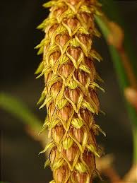 Image result for Bulbophyllum fuscum