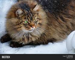 Brown tabby cat cat muzzle fluffy hd wallpaper. Big Fat Fluffy Snowy Image Photo Free Trial Bigstock
