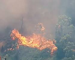 A popular adelaide hills winery's vineyard has gone up in flames and a kindergarten in adelaide's firefighters say difficult terrain and catastrophic conditions mean the fire is unlikely to be controlled. Adelaide Hills Bushfire New Threat To Koalas Ravaged As They Are Found Starving To Death Daily Mail Online