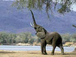Elephant Pictures Wild Animal Wallpaper Wild Animals Pictures