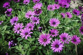 Image result for Mesanthemum africanum