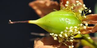 Image result for Hypericum roeperianum