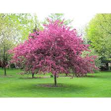 The most popular plum tree for commercial use and home growing, the santa rosa produces tons of sweet, dark purple fruit. Green Plus Newport Plum Tree 5 Gal 829525011953 Rona
