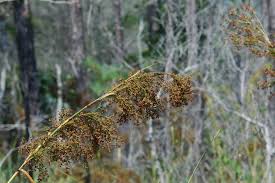 Image result for Cladium mariscus