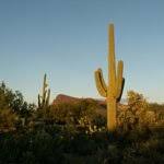 This desert flora is one of the most iconic symbols of the american southwest, and it's important to experience one up. Saguaro Cactus For Sale Phoenix Az Desert Foothills Gardens 480 488 9455