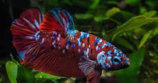 Secara umum ikan cupang dibagi kedalam 3 golongan yaitu ikan cupang alam, ikan cupang hias dan ikan cupang aduan. Ciri Ciri Cupang Galaxy Nemo Candy Emerald Dan Fccp Cupang Sehat