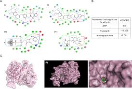 Jana posing flexible brought to you by xxxbunker.com. Andrographolide Binds To Atp Binding Pocket Of Vegfr2 To Impede Vegfa Mediated Tumor Angiogenesis Scientific Reports
