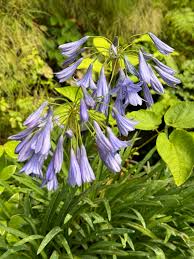 Image result for Agapanthus inapertus
