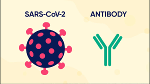 In general, monoclonal antibody treatment carries fewer side effects than do traditional chemotherapy treatments. Monoclonal Antibodies For High Risk Covid 19 Positive Patients Combatcovid Hhs Gov