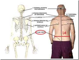 Surface Bony Landmarks Medatrio