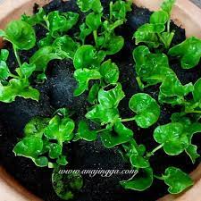 Tumbuhan ini mudah hidup dan pembiakkannya melalui keratan sahaja. Cara Tanam Bayam Brazil