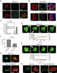 Apakah anda merupakan salah satu karyawan yang bekerja sebagai staf. Three F Actin Assembly Centers Regulate Organelle Inheritance Cell Cell Communication And Motility In I Toxoplasma Gondii I Abstract Europe Pmc
