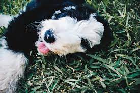 Happytail puppies are bred for excellent health & temperament. Sheepadoodle Puppies For Sale In Texas