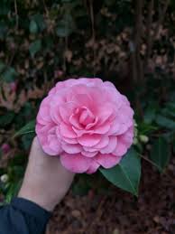 Camellia Japonica Mrs Tingley Little Garden Camellia Japonica