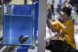 Budidaya ikan cupang tidak memerlukan tempat luas dan modal yang besar. Adu Keindahan Ikan Cupang Di Bandung Betta National Contest Republika Online
