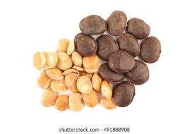 Image result for Plukenetia