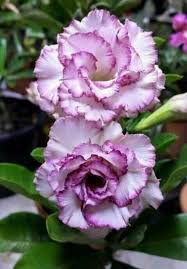 Pin On Gardens