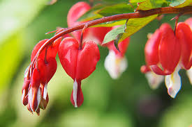 Check spelling or type a new query. How To Grow Bleeding Hearts Gardener S Path