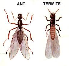 How To Identify And Control Ants