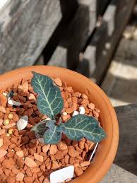 Image result for Monadenium pseudoracemosum