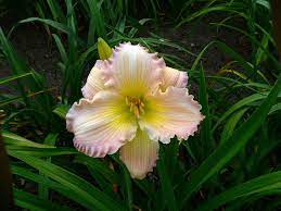 This greek word is made up of two parts: Daylilies Umn Extension