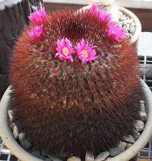 The red cactus is a gymnocalycium. A Small Collection 2015 And Beyond Page 25 Cactiguide Com