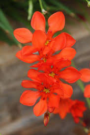 Image result for Tritonia