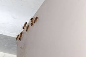 Check spelling or type a new query. 4 Smart Ways To Get Rid Of Ants In Your Carpet Wigglywisdom Com