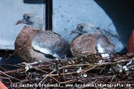 16 tage und die nestlingszeit ca.22 tage. Ringeltaube Steckbrief Brutzeit Nahrung Feinde Vogel Bilder Referat